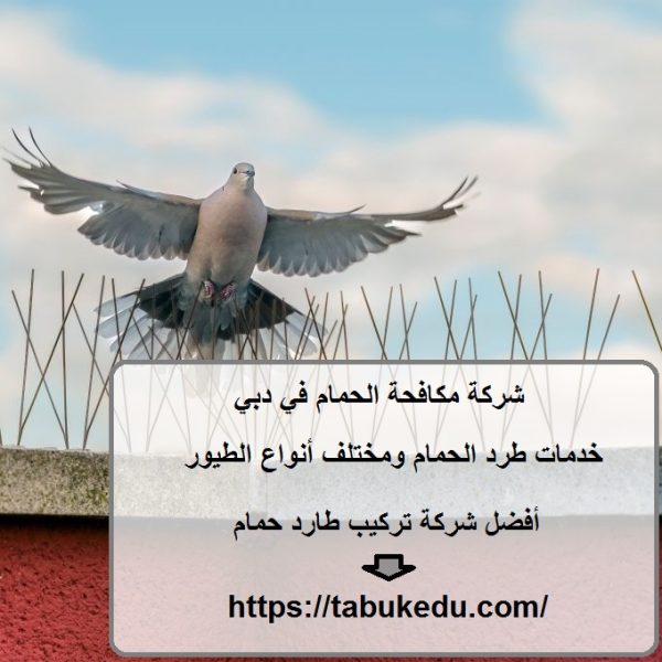 شركة مكافحة الحمام في دبي