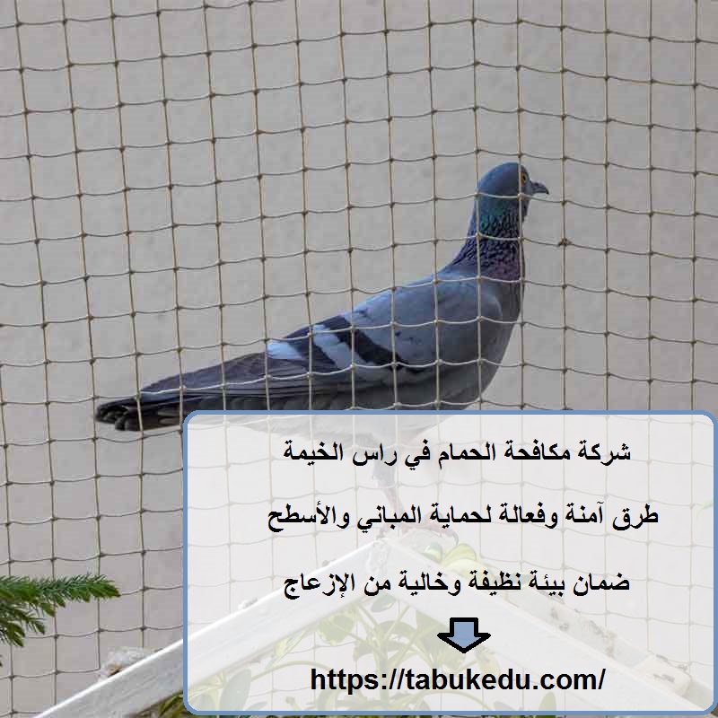 شركة مكافحة الحمام في راس الخيمة