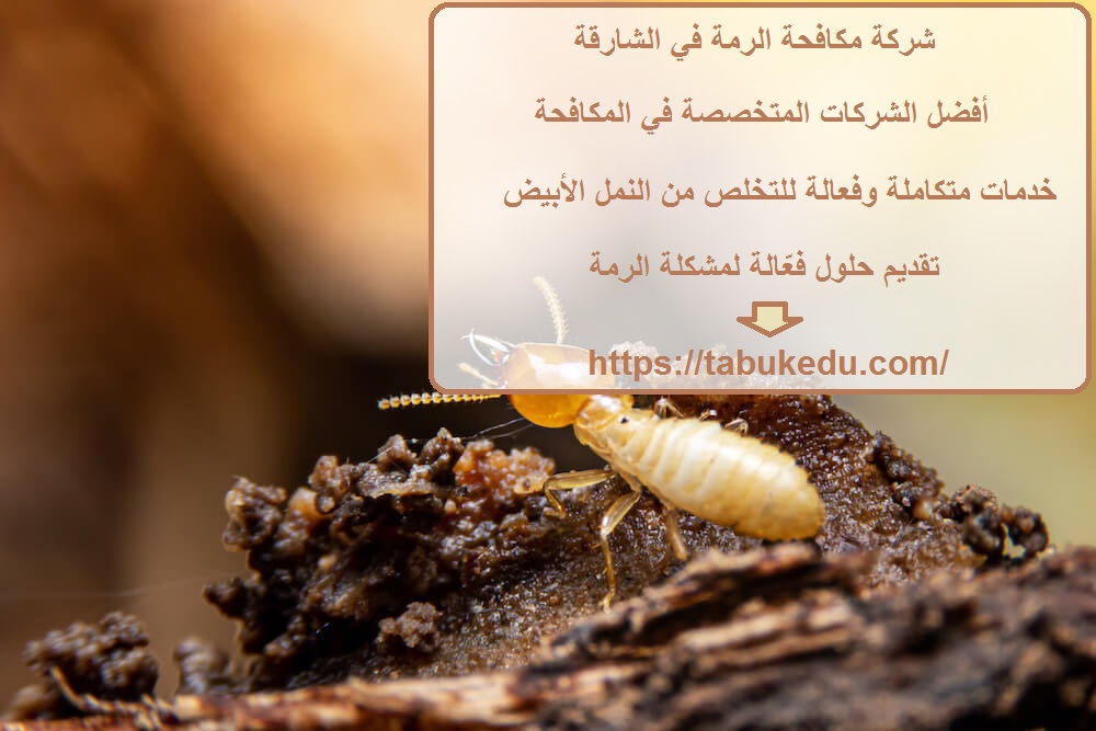 شركة مكافحة الرمة في الشارقة