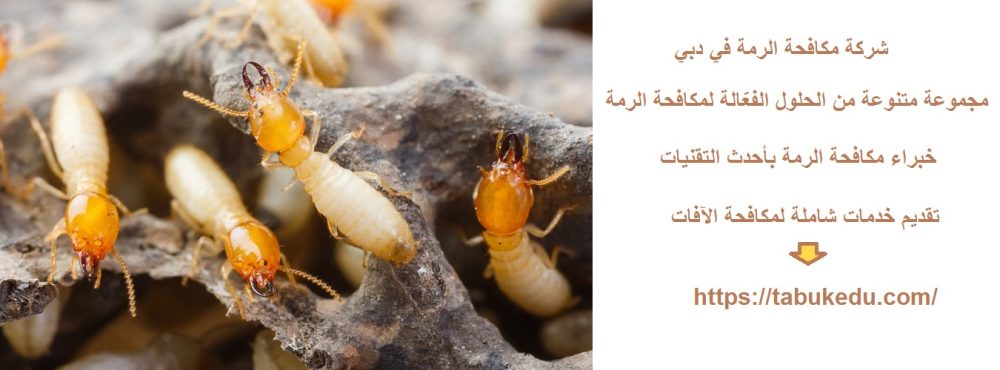 شركة مكافحة الرمة في دبي