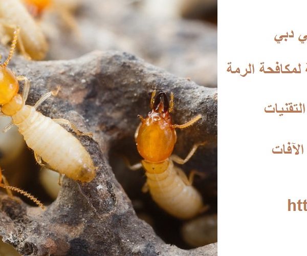 شركة مكافحة الرمة في دبي
