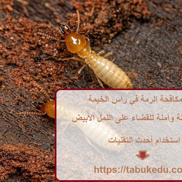 شركة مكافحة الرمة في راس الخيمة