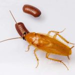 القضاء على الصراصير نهائيًا في المنازل في الإمارات