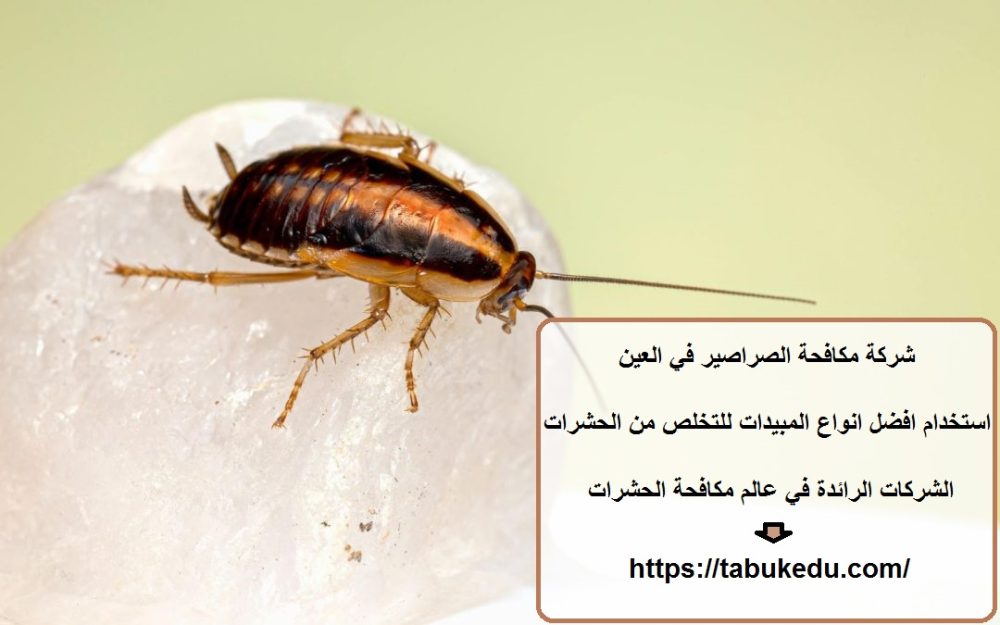 شركة مكافحة الصراصير في العين