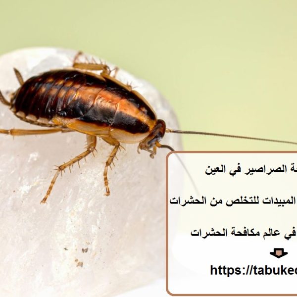شركة مكافحة الصراصير في العين