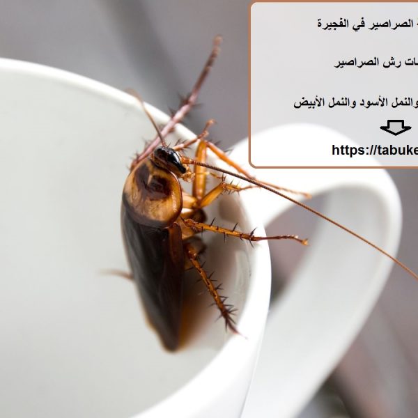 شركة مكافحة الصراصير في الفجيرة