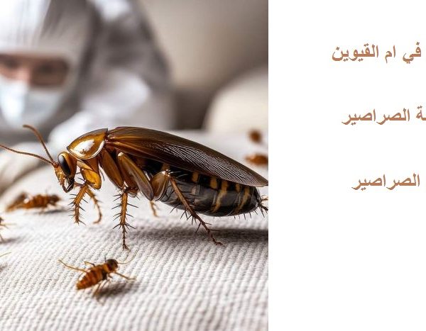 شركة مكافحة الصراصير في ام القيوين