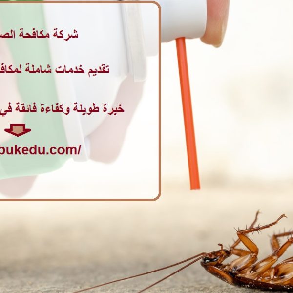 شركة مكافحة الصراصير في دبي