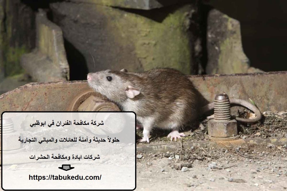 شركة مكافحة الفئران في ابوظبي