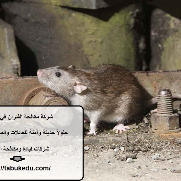شركة مكافحة الفئران في ابوظبي
