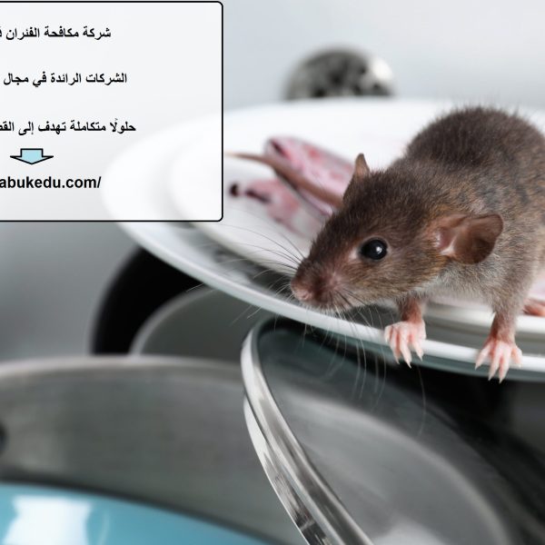 شركة مكافحة الفئران في الشارقة