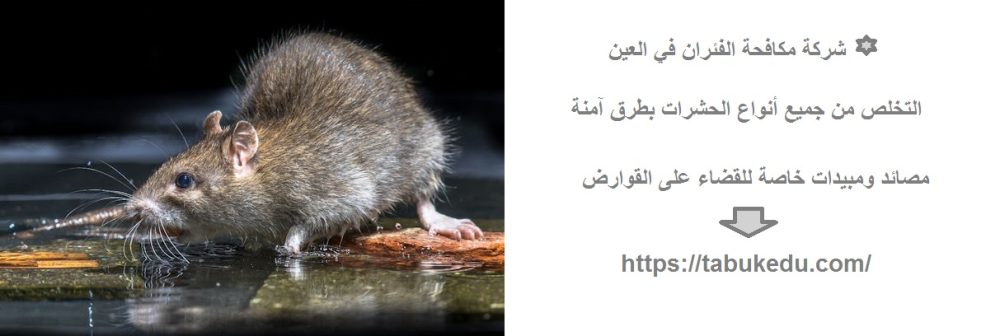 شركة مكافحة الفئران في العين