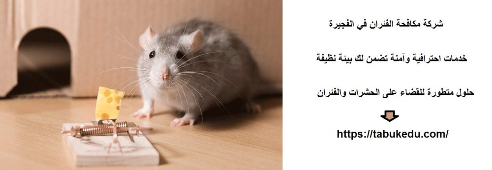 شركة مكافحة الفئران في الفجيرة
