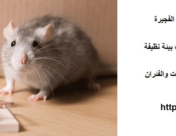 شركة مكافحة الفئران في الفجيرة
