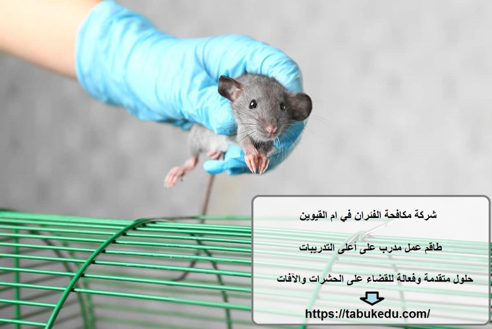 شركة مكافحة الفئران في ام القيوين