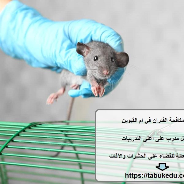 شركة مكافحة الفئران في ام القيوين