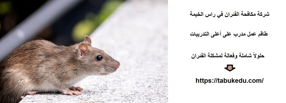 شركة مكافحة الفئران في راس الخيمة