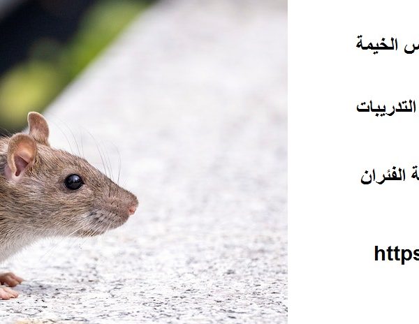 شركة مكافحة الفئران في راس الخيمة