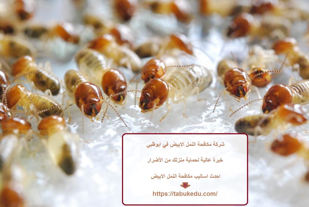 شركة مكافحة النمل الابيض في ابوظبي