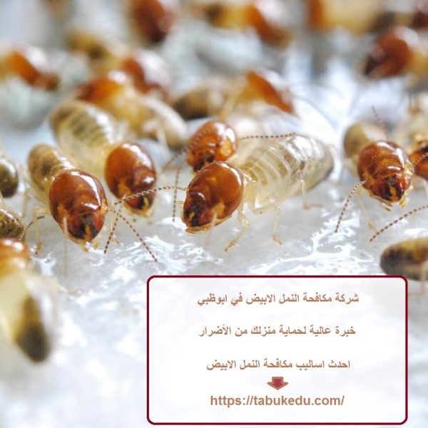 شركة مكافحة النمل الابيض في ابوظبي