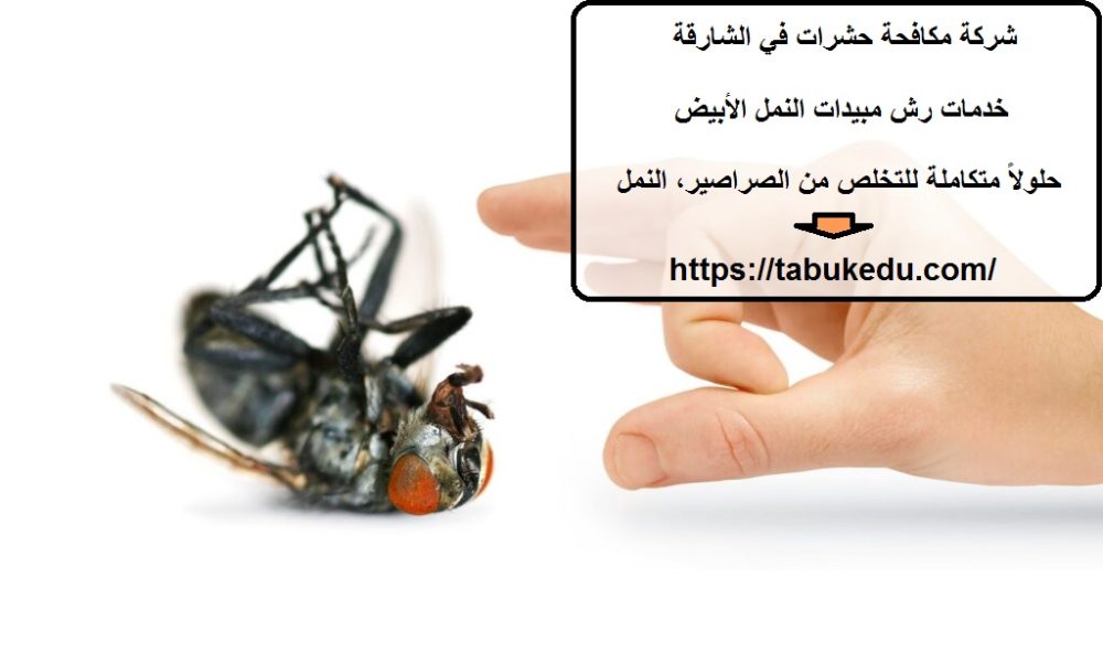 شركة مكافحة حشرات في الشارقة