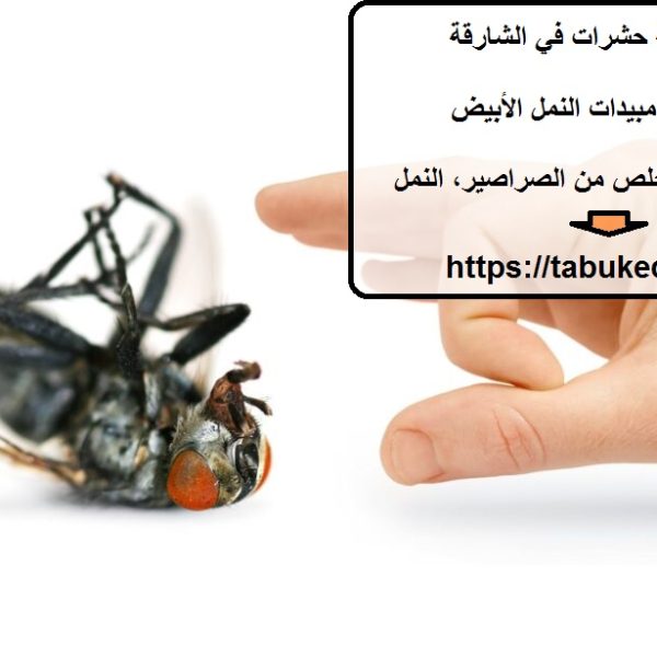 شركة مكافحة حشرات في الشارقة