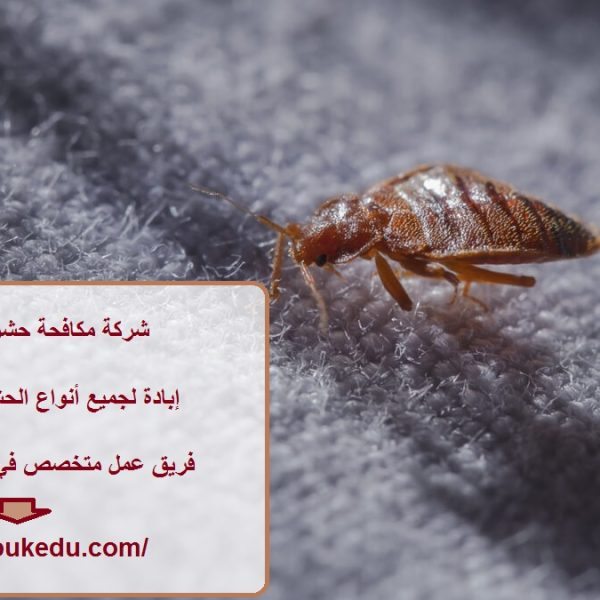 شركة مكافحة حشرات في العين