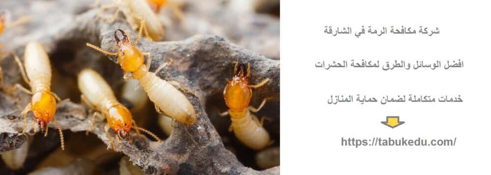 شركة مكافحة الرمة في الشارقة