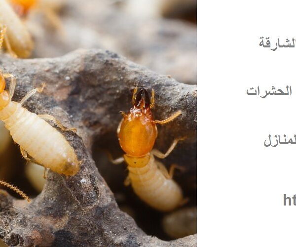 شركة مكافحة الرمة في الشارقة