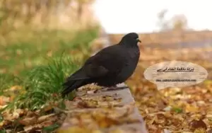 [صورة: %D8%B4%D8%B1%D9%83%D8%A9-%D9%85%D9%83%D8...8.jpg.webp]