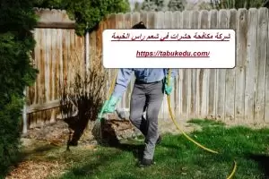 شركة مكافحة حشرات في شعم راس الخيمة