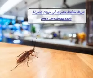 شركة مكافحة حشرات في مويلح الشارقة